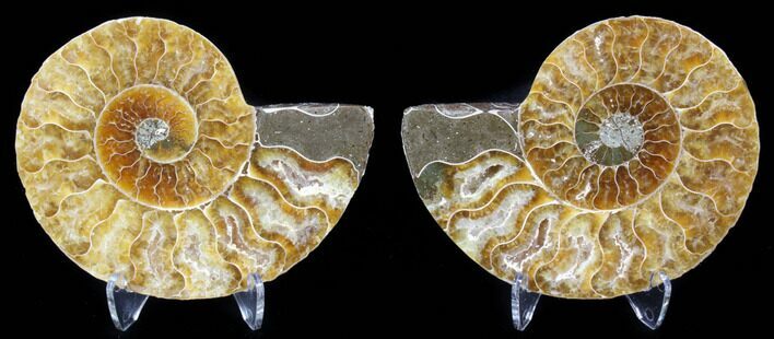 Sliced Fossil Ammonite Pair - Agatized #39598